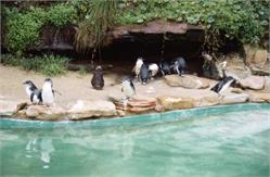 01463_Sydney Zoo